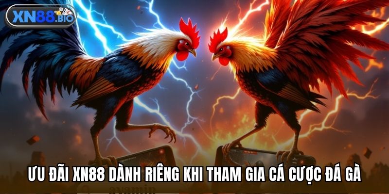Ưu đãi XN88 dành riêng khi tham gia cá cược đá gà