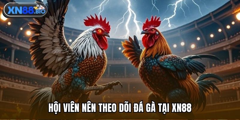 Hội viên nên theo dõi đá gà tại XN88